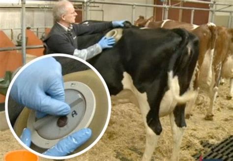 vache à hublot canular|Des « hublots » dans la panse de vaches pour étudier .